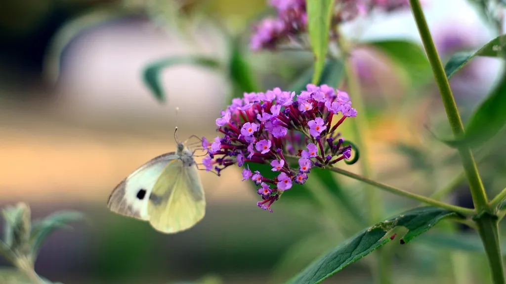 landscaping ideas with butterfly bushes