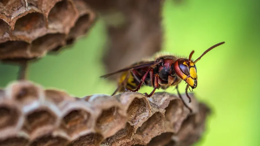 How to Remove Wasps: A Comprehensive Step By Step Guide