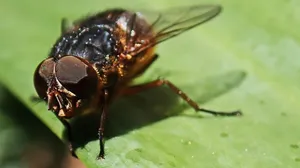 How to Get Rid of Cockroaches in Australia?