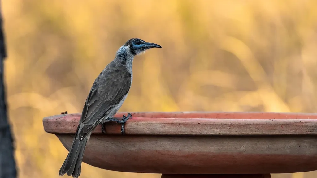 Front Yard Landscape Ideas Australia Set up a birdbath
