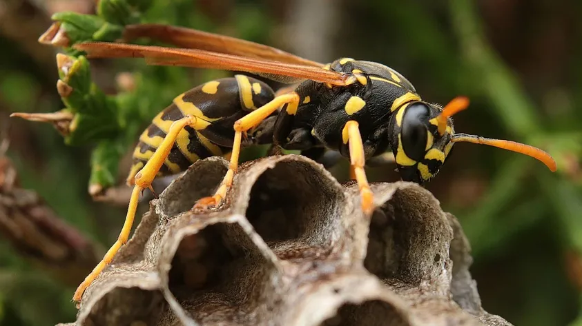 How to Remove Wasps