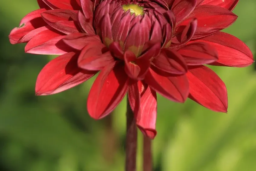 Build a flower bed around a tree with a bed border