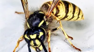 How Often Pest Control Should Be Done?