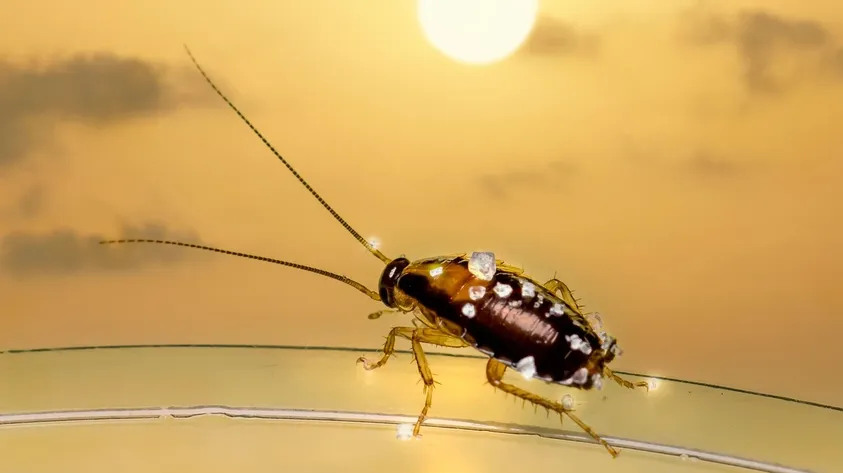 How to Do Pest Control at Home by Yourself: A Comprehensive Guide