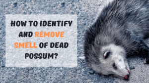 How to Identify and Remove Smell Of Dead Possum?